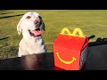 LABRADOR HAT DAS ERSTE HAPPY MEAL BEI MCDONALDS