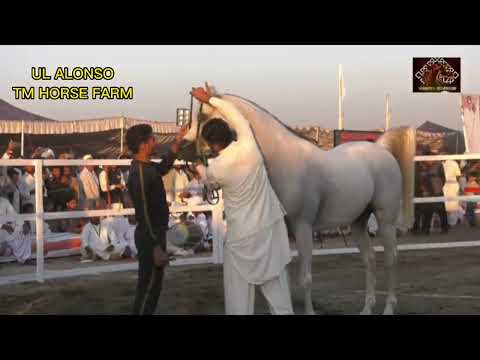 TM Farm Horse  UL ALONSO l First Pakistan Arabian Horse Show | Owner Nasir Ishaq Malik