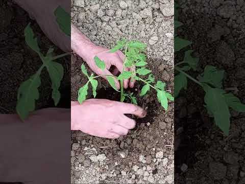 , title : 'Growing Tomatoes is Easy | How to Grow Tomatoes from Seed'