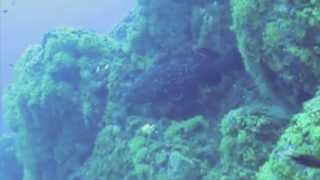 preview picture of video 'Scuba diving Corsica - L'Ile Rousse - Haut fonds Naso September 2010'