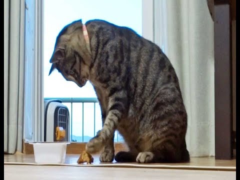 毎日やってくる家猫みたいな野良猫