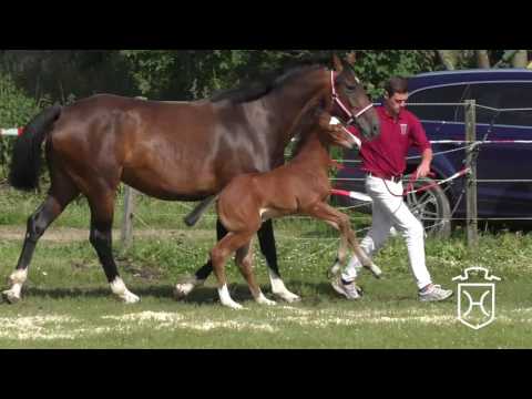 Hengstfohlen von Casall - Contender - Lord