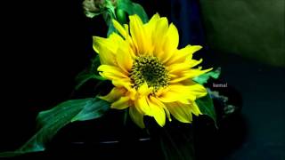 loss of love (sunflower) - vincent bell