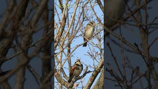 2023.01.04 野鳥撮影に挑戦 平荘湖/加古大池 #shorts