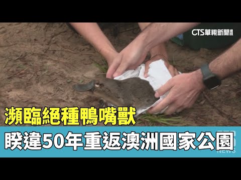 瀕臨絕種鴨嘴獸　睽違50年重返澳洲國家公園