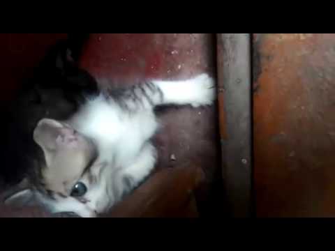 Cuttest kitten litter ever