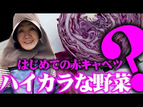 赤キャベツ 植物