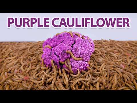 10 000 Mealworms eating a Purple cauliflower Timelapse