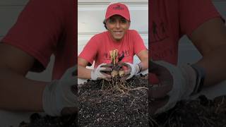 How To Overwinter Dahlias