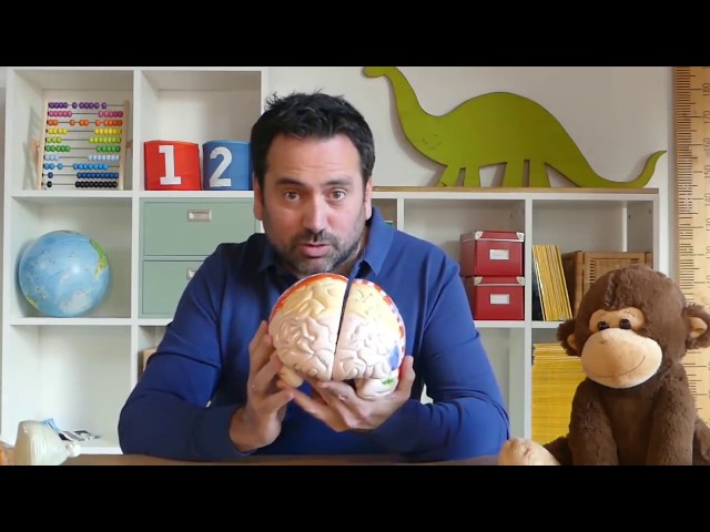 Vídeo relacionado con El cerebro del niño explicado a los padres