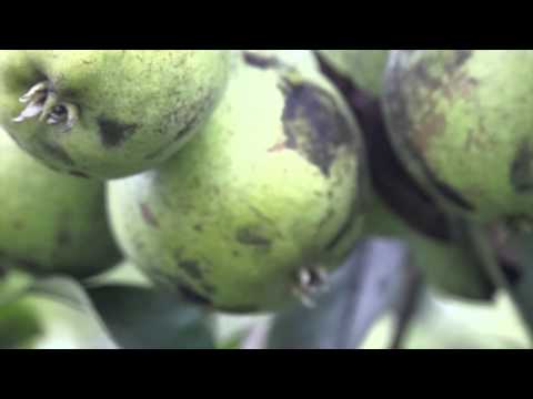 problemy z miodówką na gruszach