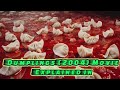 Dumplings 2004 Movie Explained In English