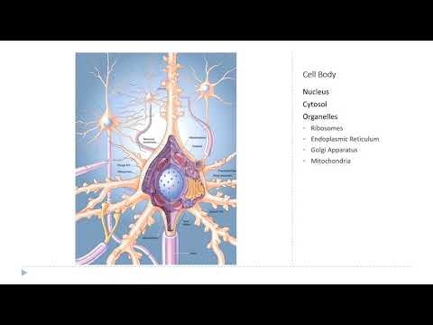 OSSM Neuro Chapter 2 - Parts of the Neuron