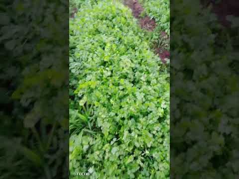 plantação de coentro orgânico Matriz de camaragibe Alagoas