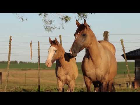 Lote 07   Lamparina do Tamboré
