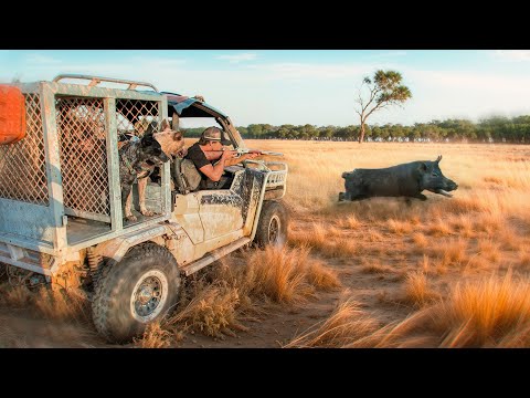 Charged by a Hooky Boar! Wild Pig Hunt from the Buggy (Part 2)