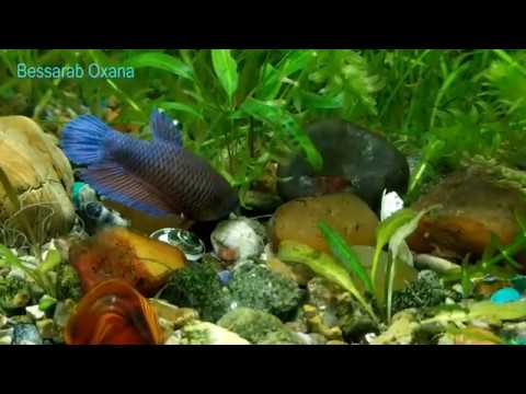 Охота на креветок