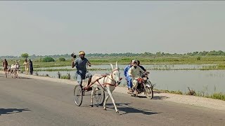 jacobabad donkey race 👍🤞win race Sattar ❤�