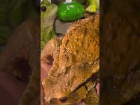 紫色のヒキガエル 植物