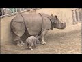Baby Genius Songs Baby Animals