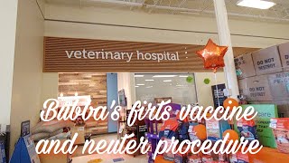 Bubba's first vaccine and neuter procedure...at vetco total care //  #thanksforwatching
