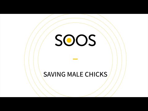 Saving Male Chicks! logo
