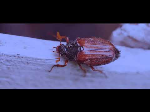 Snowid - Pogrzeb Króla Owadów (Official Video)