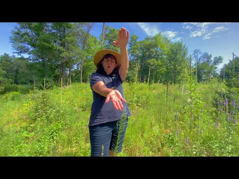 Trailside Treasures 8 - Walking Stick