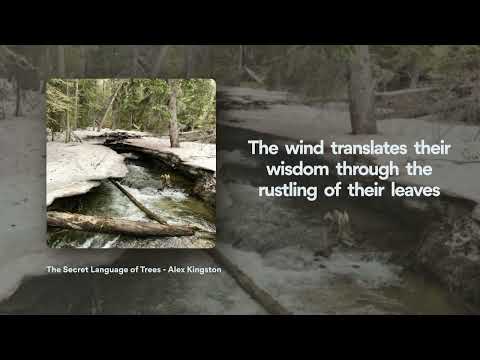 The Secret Language of Trees (Official Lyric Video)