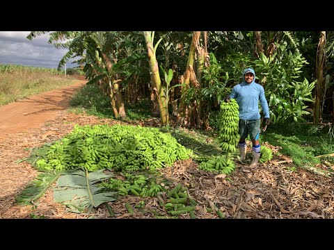 LINDA COLHEITA DE BANANA MAÇÃ PRINCESA 