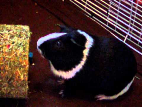 FRANKY CALLS FOR FREDDY