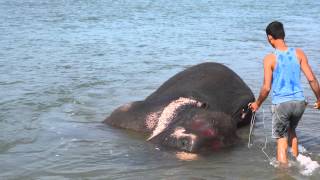 preview picture of video 'Elephant bath, Nepal (Chitwan)'