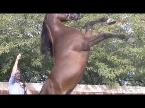 بطل العالم مراج ابن الاسطوره مروان الشقب والام كوريس ما شاء الله تبارك الرحمن 🌷🔥🏆♥️