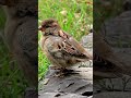 Sparrow Quick sound;