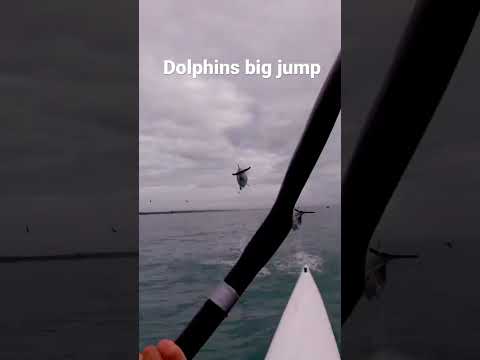 Hector dolphin big double jump