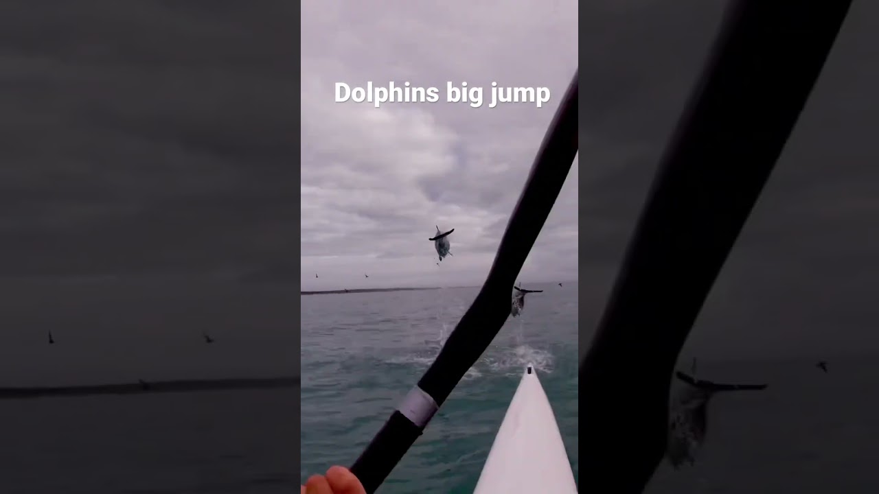 Hector dolphin big double jump
