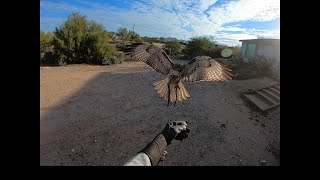 Falconry: full process of trapping and training