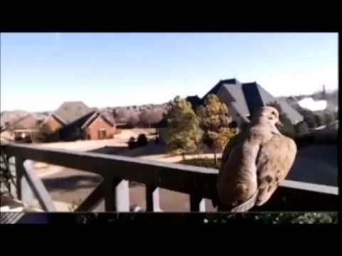 Mourning Dove on the rail 40 mins, goes to sleep? - Alessondra's OKC Great Horned Owl