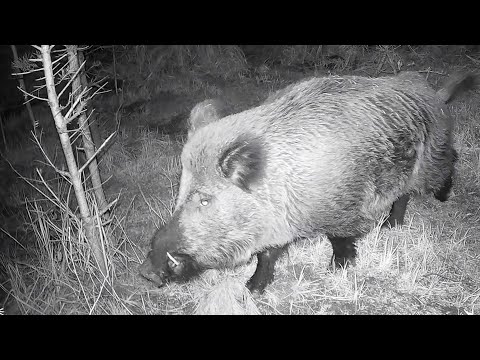 Agressive Keiler in der Paarungszeit Trailer