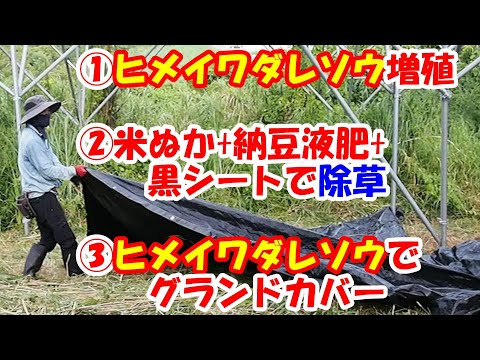 芝生の代わりに香りの良いノコギリソウを植える 2023