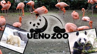 Ueno Zoo | Giant Panda |  Monkeys | FROG FALLS OFF A WALL!