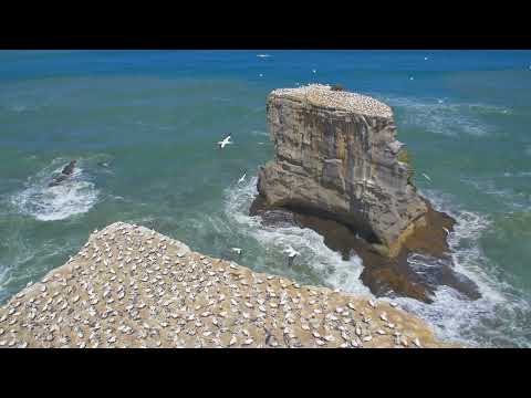 თოლიები მიფრინავენ შორი შორს Remix - toliebi mifrinaven shori shors