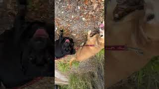 Video preview image #1 Chiweenie Puppy For Sale in Sanford, FL, USA