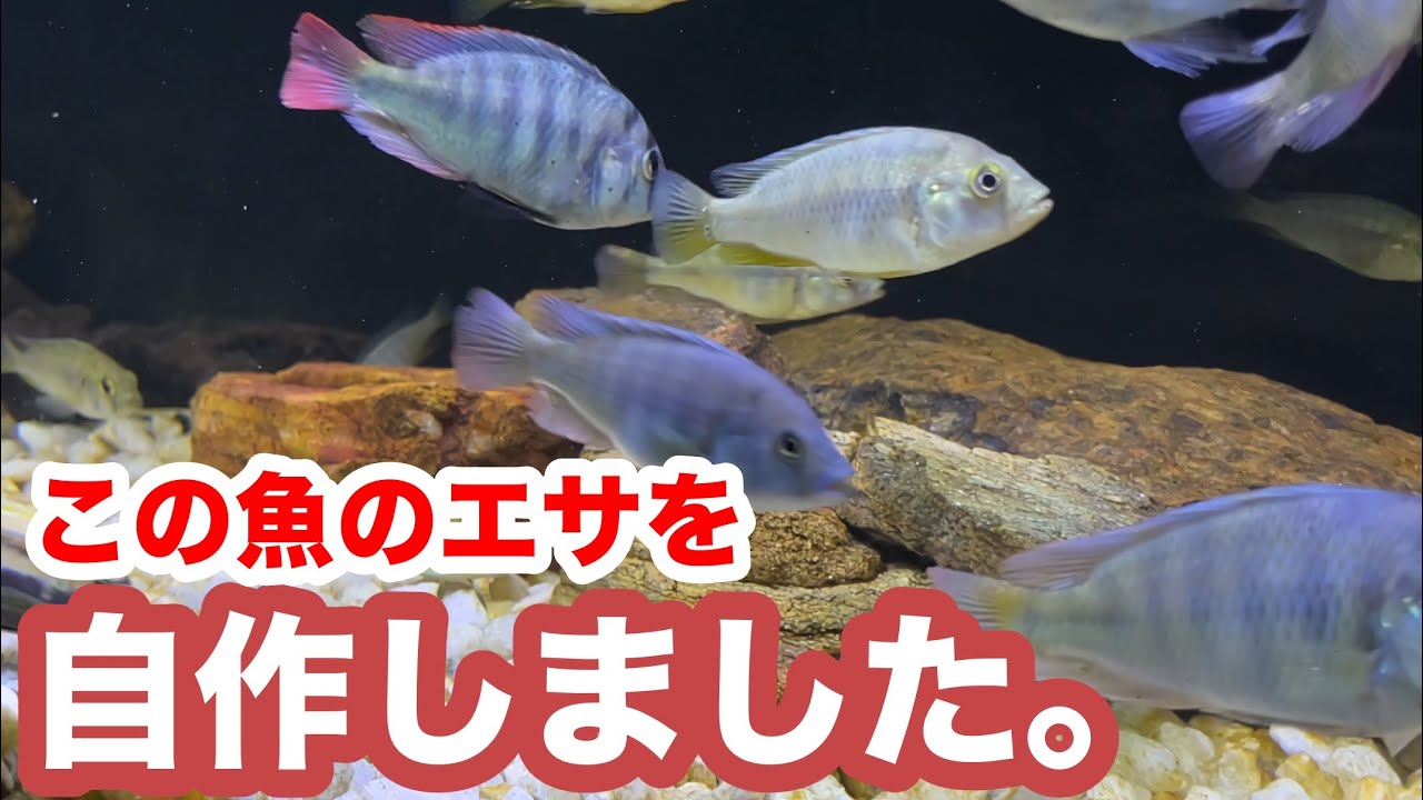 熱帯魚のエサは自作できる？水産飼料学で“草食シクリッドのペレット”を開発して食べさせてみた【アクアリウム】