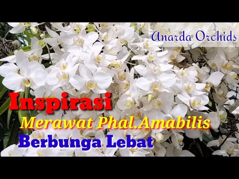 , title : 'Inspirasi Merawat Phalaenopsis Amabilis Agar Selalu Rajin Berbunga'