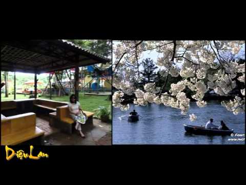 download lagu mp3 mp4 Da Lat Hoang Hon Lyrics, download lagu Da Lat Hoang Hon Lyrics gratis, unduh video klip Da Lat Hoang Hon Lyrics