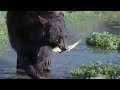 Fishing With Otters And Baby Bears Big Sky Bears BBC Earth