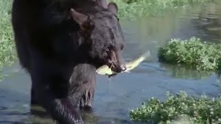 Fishing with Otters and Baby Bears | Big Sky Bears | BBC Earth