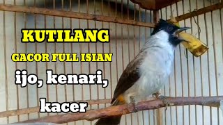 Download lagu suara burung KUTILANG GACOR FULL ISIAN , kacer, kenari, ijo ampuh buat masteran mp3