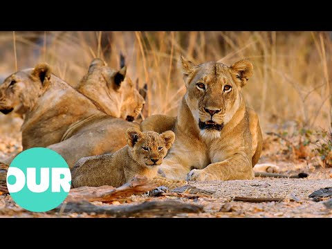 Lion Country: Young and Vulnerable Cubs in Danger | Our World